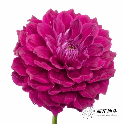配花 | 大丽花瓦特利安王子变异紫 商品图4
