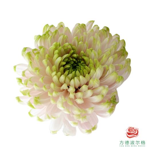 VDB单头小菊-罗斯安娜粉绿 商品图0