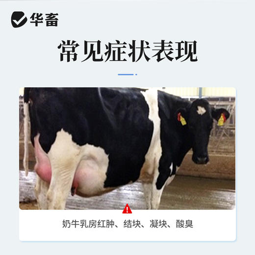 【积分兑换】双丁注射液10支 清热解毒 消痈散结 主治奶牛临床型乳房炎 商品图1