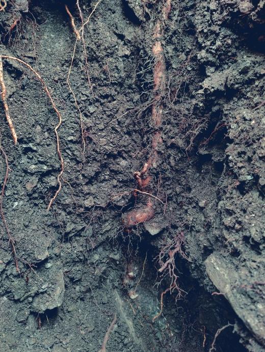 金标：野生山药片 商品图7