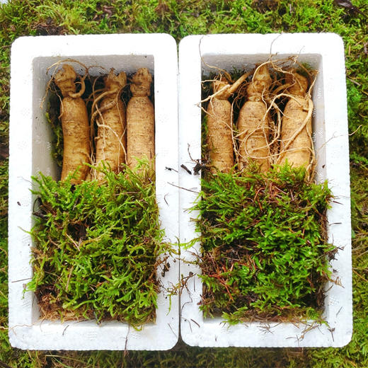 优选|长白山鲜人参  秋冬滋补不怕火 参味鲜灵 炖鸡煲汤/泡水喝 150g 商品图5