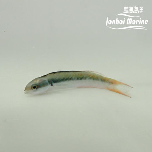 彩虹龙 商品图1