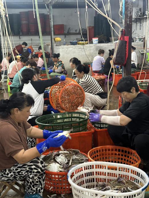 舟山野生梭子蟹 （167城市可寄递，江浙沪皖包邮，其他地区空运补差价） 商品图6