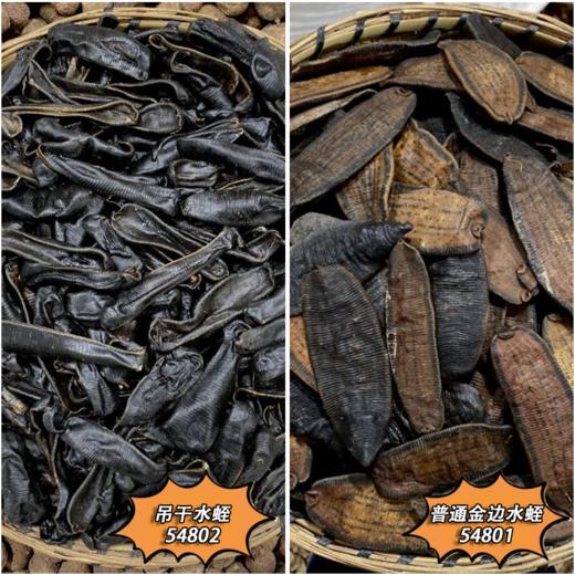 水蛭 吊干水蛭  金边水蛭 商品图0