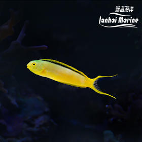 汤加金蛟剪