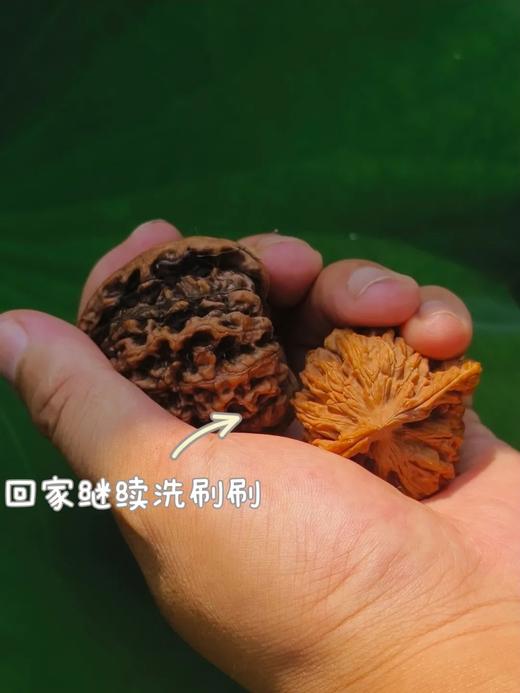 【2H公益时长】摘！砸！开！周末带娃赌个乾隆皇帝同款文玩核桃盲盒 商品图1