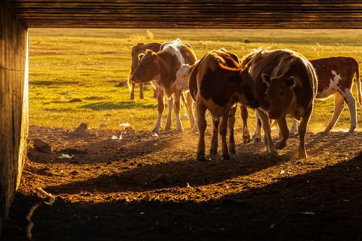 北国之秋 9 天摄影线:·大兴安岭阿尔山、呼伦贝尔、蘑阿公路、扎龙湿地、根河、满洲里边境 商品图10