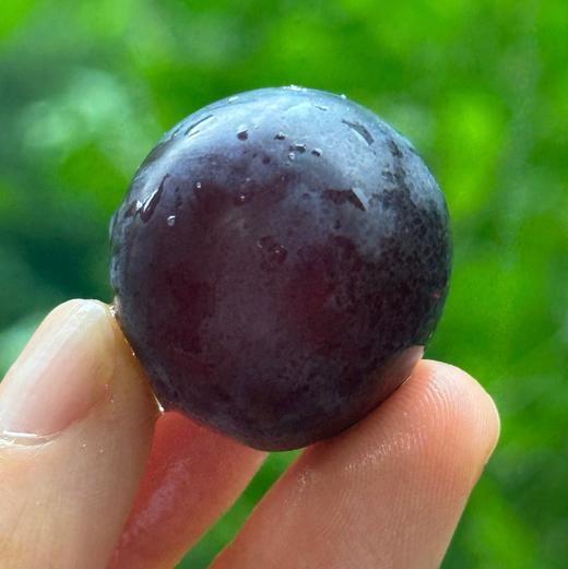 丁庄巨峰葡萄|丁庄的巨峰葡萄🍇果肉软嫩、汁水丰盈，吃起来甜而不腻，有种最原始的果香味😍放在冰箱里冷藏一下再吃风味更清透，我最喜欢吃这个葡萄😋 商品图1