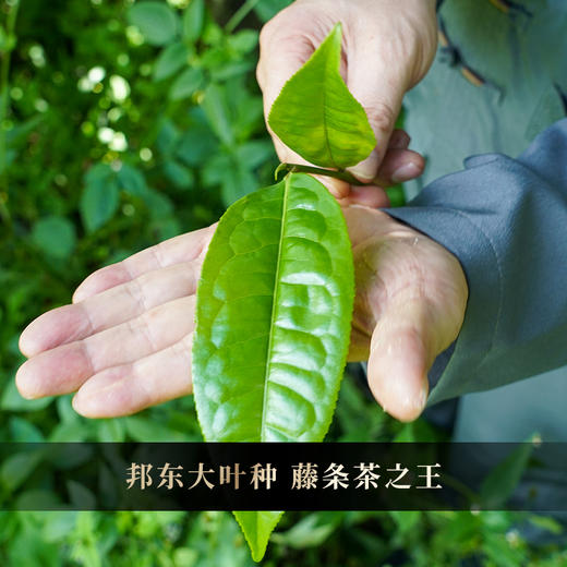 11月26日中午12点【鸿运贡瓜—忙麓山】古寨春联合王天老师茶农王之良给老茶友的特别高奢茶礼，镇店宝物，2500克/团 商品图1