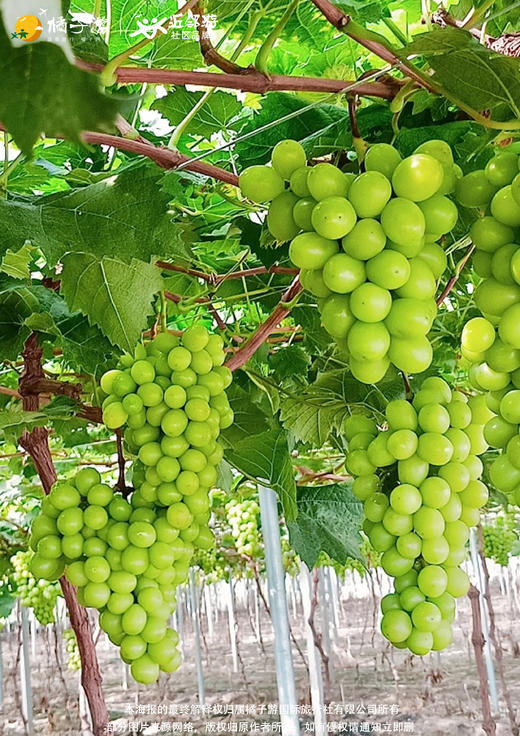 【溪山清远】 清远避暑纯玩2日游 商品图2