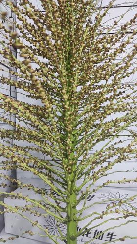 叶材 | 槟榔花小玉米