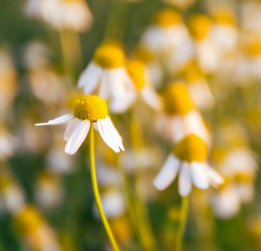 芳研社 | 精油咨询服务德国洋甘菊香薰油精油 商品图0