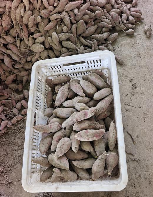 正宗临安天目山小香薯 新鲜现挖 皮色鲜红 软糯香甜 中等个头5斤装 商品图1