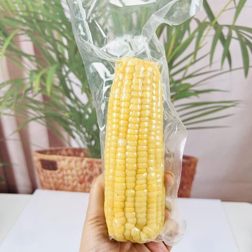 雪糯凝香玉米|山人优选， 双重有机认证 一箱一溯源有机标  ，秋收第一茬白甜糯玉米 商品图1