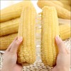 雪糯凝香玉米|山人优选， 双重有机认证 一箱一溯源有机标  ，秋收第一茬白甜糯玉米 商品缩略图4