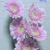 非洲菊.林芝 商品缩略图1