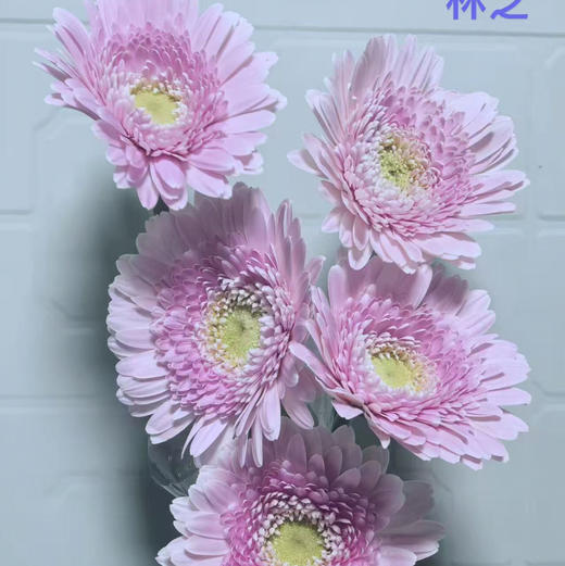 非洲菊.林芝 商品图1