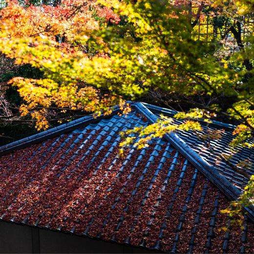 人文关西 | 秋日红叶季，寻迹日本文化的前世今生 7天6晚 商品图14