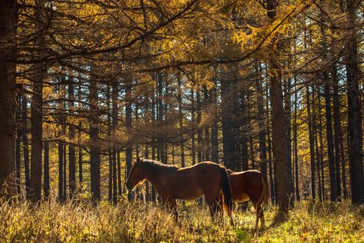 北国之秋 9 天摄影线:·大兴安岭阿尔山、呼伦贝尔、蘑阿公路、扎龙湿地、根河、满洲里边境 商品图4