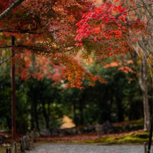人文关西 | 秋日红叶季，寻迹日本文化的前世今生 7天6晚 商品图6