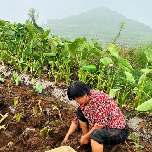 【山东奶香小芋头】| 舌尖美味，软香糯甜，饱满皮薄，老少皆宜，地道食材 商品图5