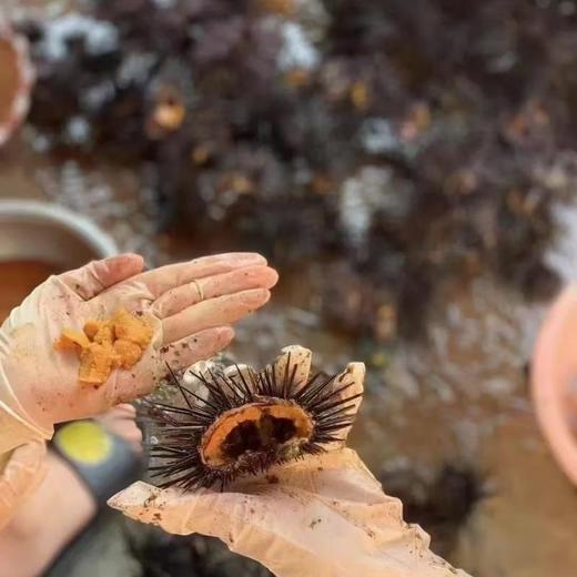 野生马粪海胆约200G 商品图2