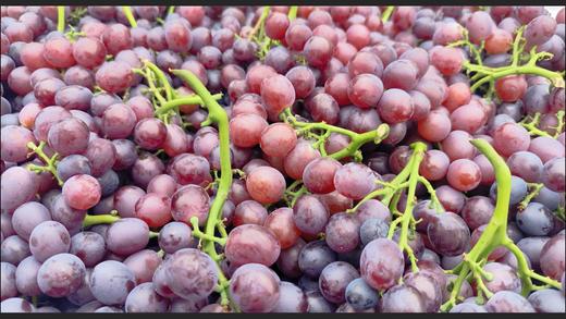 天津茶淀玫瑰香葡萄【京津冀包邮】 商品图2