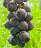 丁庄巨峰葡萄|丁庄的巨峰葡萄🍇果肉软嫩、汁水丰盈，吃起来甜而不腻，有种最原始的果香味😍放在冰箱里冷藏一下再吃风味更清透，我最喜欢吃这个葡萄😋 商品缩略图0