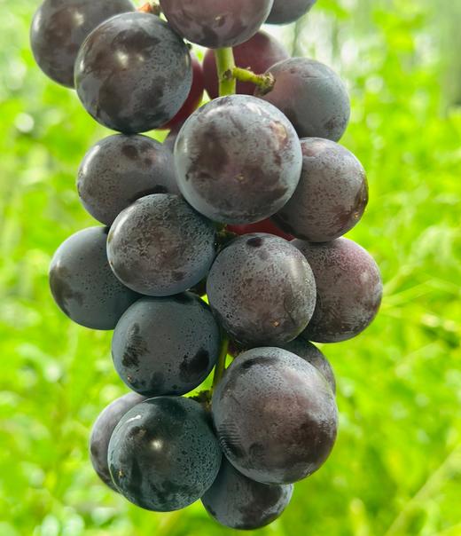丁庄巨峰葡萄|丁庄的巨峰葡萄🍇果肉软嫩、汁水丰盈，吃起来甜而不腻，有种最原始的果香味😍放在冰箱里冷藏一下再吃风味更清透，我最喜欢吃这个葡萄😋 商品图0