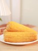 非转基因 黄糯玉米 软糯香甜颗粒饱满 来自东北沃土生态种植 4小时锁鲜真空包装 减脂期必备 商品缩略图2
