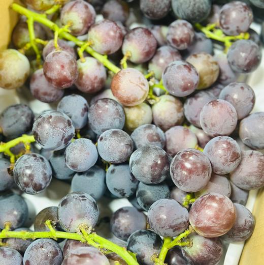 丁庄巨峰葡萄|丁庄的巨峰葡萄🍇果肉软嫩、汁水丰盈，吃起来甜而不腻，有种最原始的果香味😍放在冰箱里冷藏一下再吃风味更清透，我最喜欢吃这个葡萄😋 商品图4