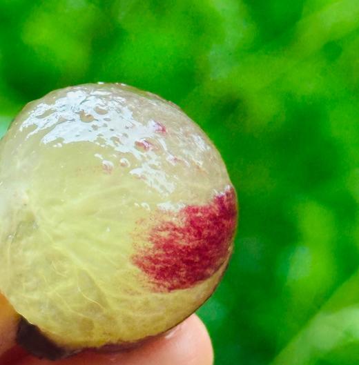 丁庄巨峰葡萄|丁庄的巨峰葡萄🍇果肉软嫩、汁水丰盈，吃起来甜而不腻，有种最原始的果香味😍放在冰箱里冷藏一下再吃风味更清透，我最喜欢吃这个葡萄😋 商品图2