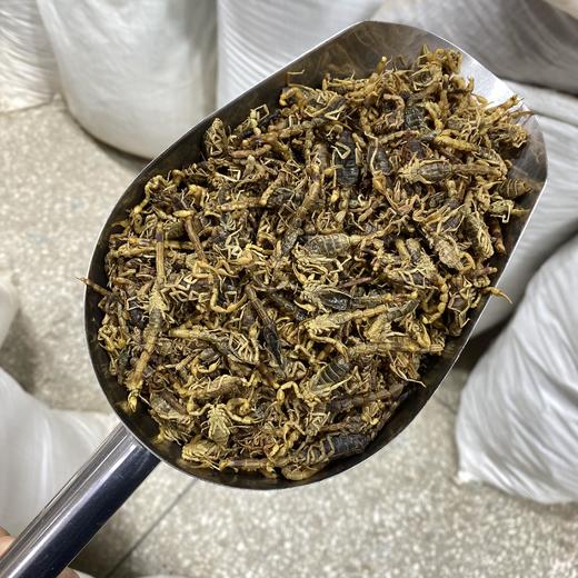 全蝎 清水全虫 全干蝎子 可磨粉 500克起购 商品图4