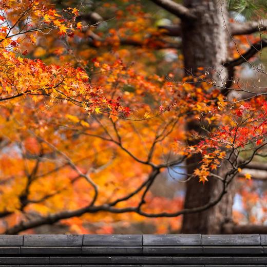 人文关西 | 秋日红叶季，寻迹日本文化的前世今生 7天6晚 商品图13