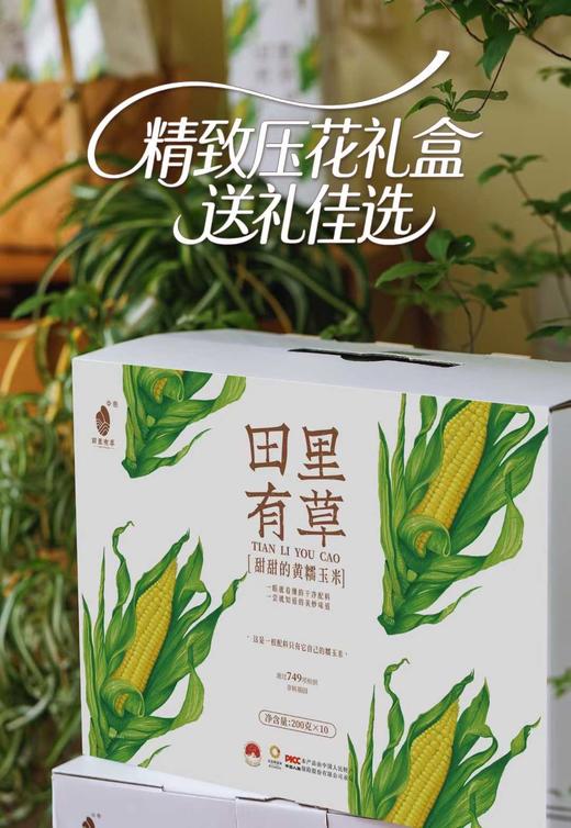 【现货】【早餐系列】田里有草甜糯玉米1件10支 0防腐0农药0添加0化肥 人工除草 非转基因 商品图7