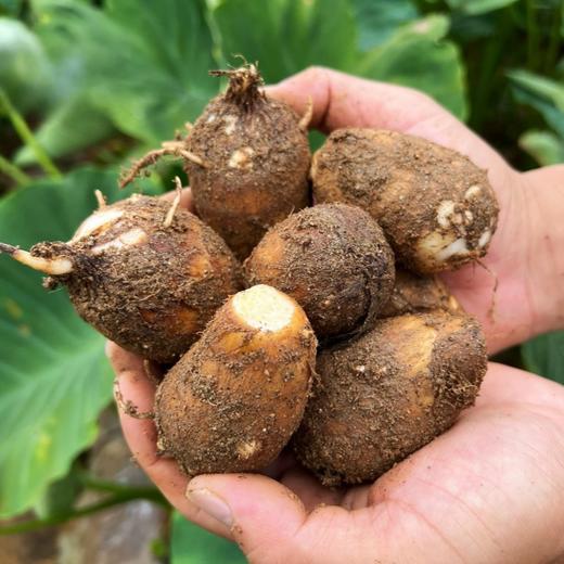 【山东奶香小芋头】| 舌尖美味，软香糯甜，饱满皮薄，老少皆宜，地道食材 商品图4