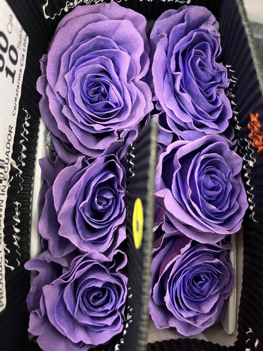 厄瓜多尔-【Sweet Lavender】甜蜜薰衣草 商品图1