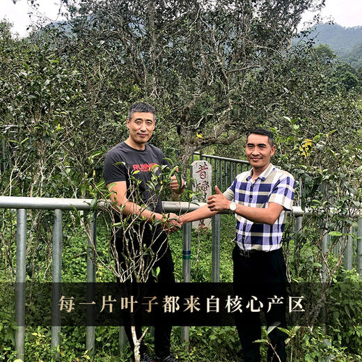 11月26日中午12点【鸿运贡瓜—忙麓山】古寨春联合王天老师茶农王之良给老茶友的特别高奢茶礼，镇店宝物，2500克/团 商品图8