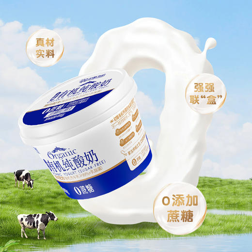 初酪有机纯酸奶 低温原味老酸奶400g*3盒 商品图2