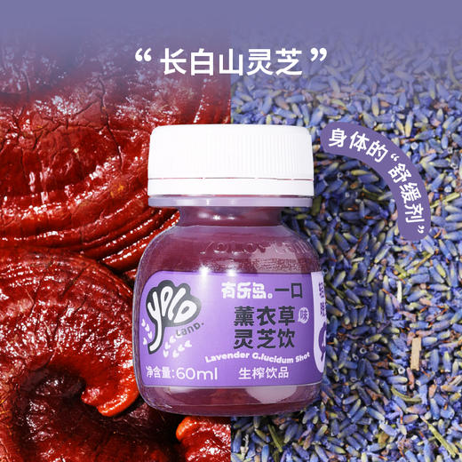 有乐岛/一口薰衣草味灵芝饮 特添加GABA轻松晚安 商品图4