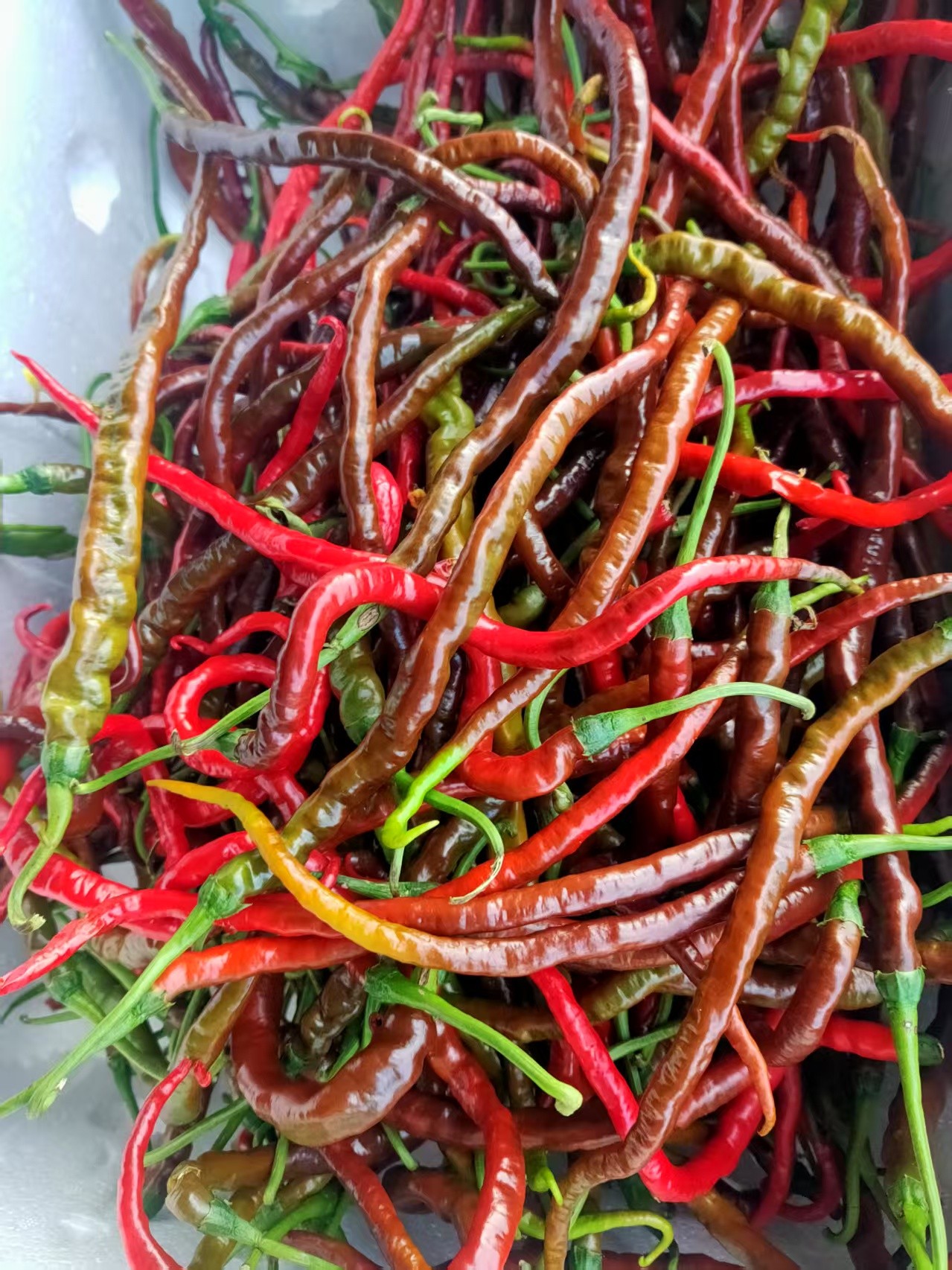 浏阳鸡肠子红辣椒，1斤