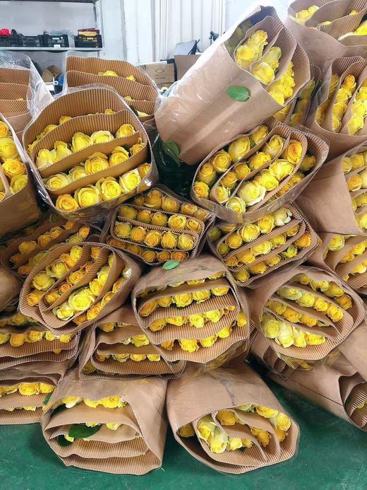 秒杀活动----金枝玉叶玫瑰 商品图6