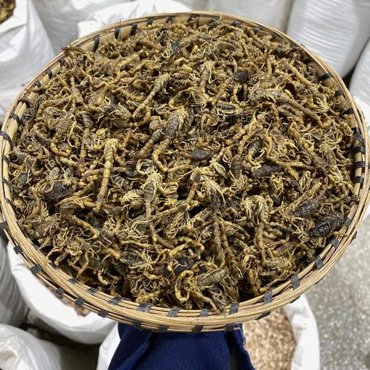 全蝎 清水全虫 全干蝎子 可磨粉 500克起购 商品图3