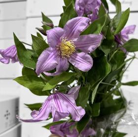 配花 | 铁线莲粉色