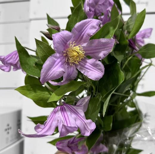 配花 | 铁线莲粉色 商品图0