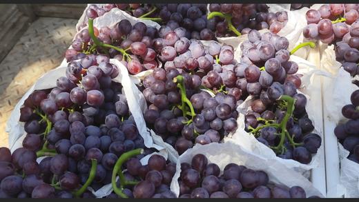 天津茶淀玫瑰香葡萄【京津冀包邮】 商品图1