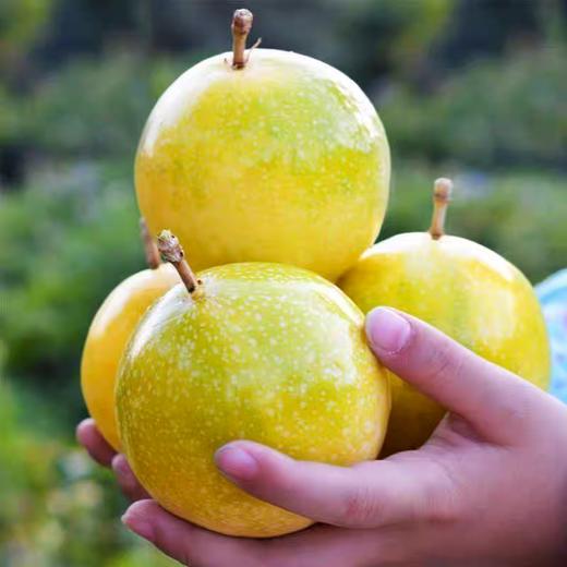  【钦蜜9号百香果】当季鲜摘 黄金甜感  果肉嫩滑 甜蜜多汁 尝鲜正当时！ 商品图3