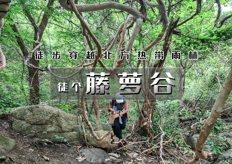 周末1日｜藤萝谷｜北方『热带雨林』冷水峪-河防口-九谷口 8公里经典穿越