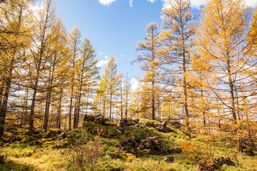 北国之秋 9 天摄影线:·大兴安岭阿尔山、呼伦贝尔、蘑阿公路、扎龙湿地、根河、满洲里边境 商品图1