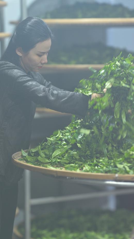 2025普度园新茶50g品鉴装 商品图6